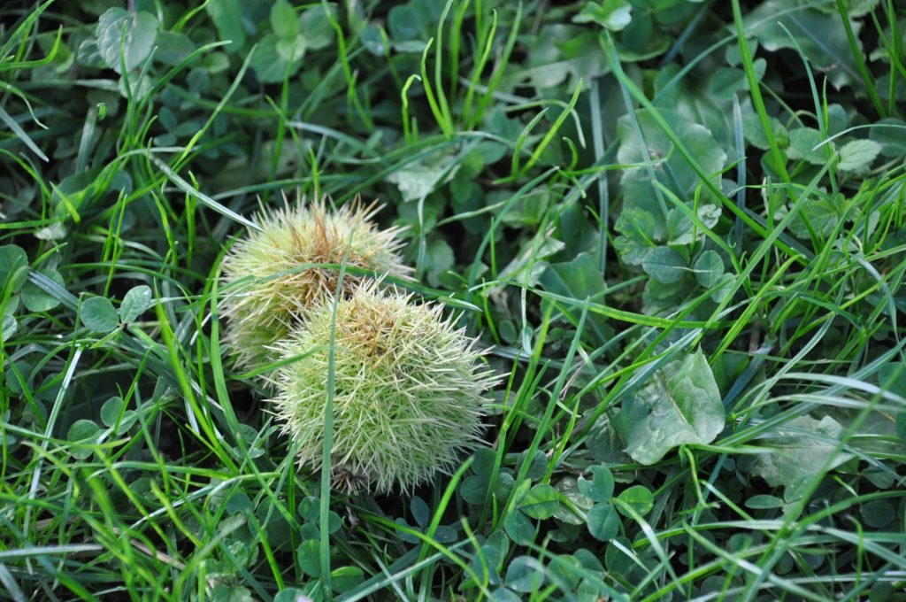 herfst op parc la clusure