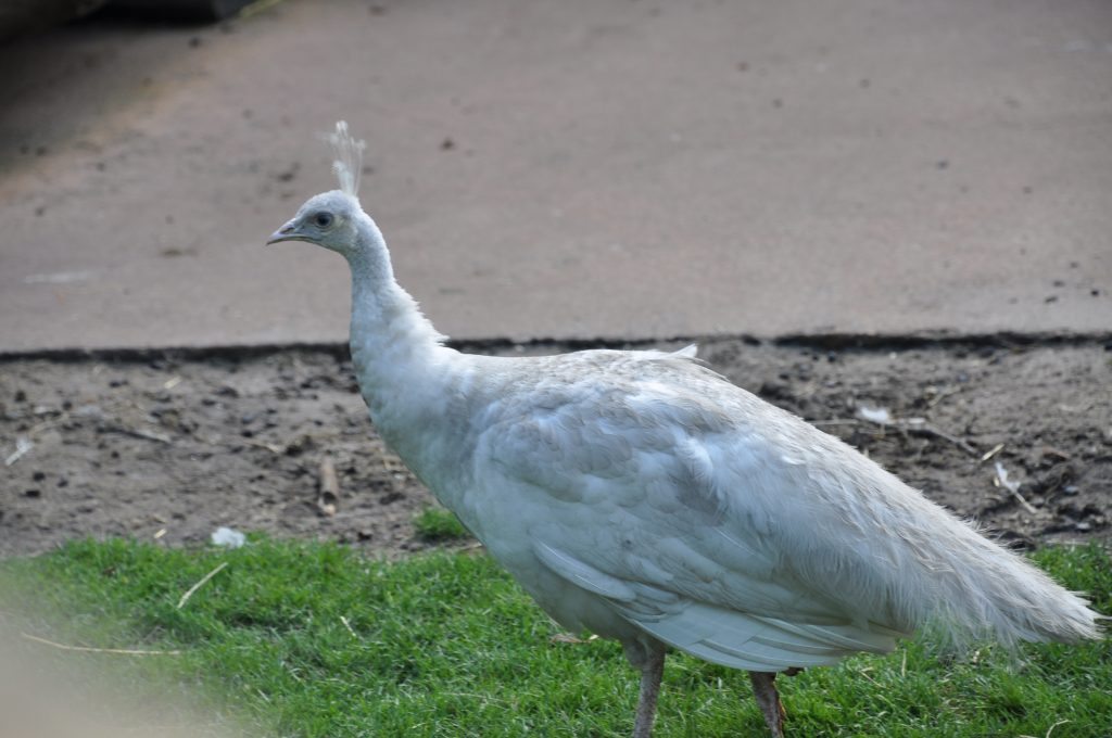 center parcs limburgse peel kinderboerderij