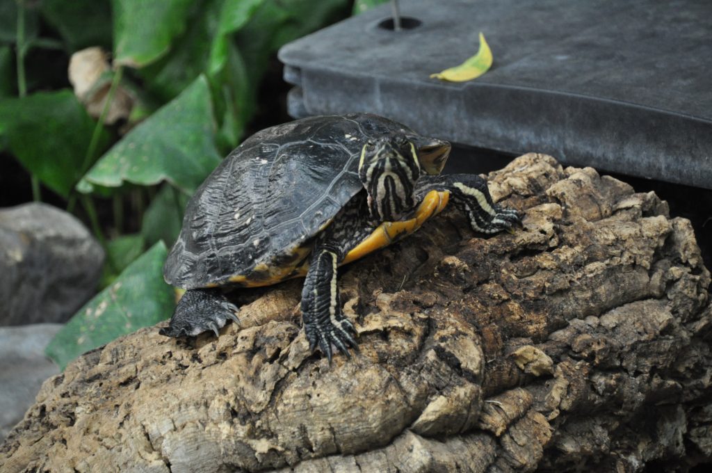 center parcs limburgse peel schildpad