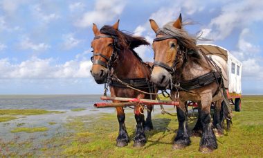 huifkar schiermonnikoog