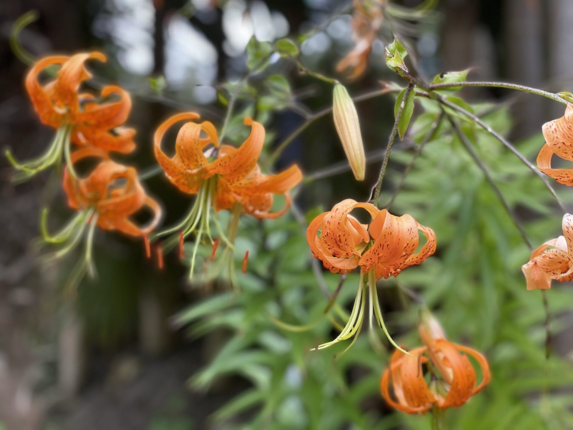 hortus botanicus bloemen