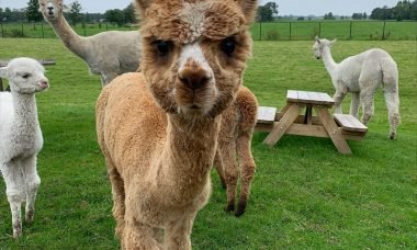 picknicken met alpacas