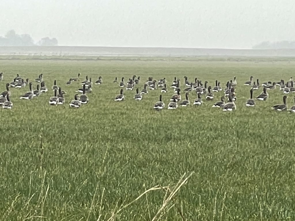 waddeneiland texel kustpark roompot