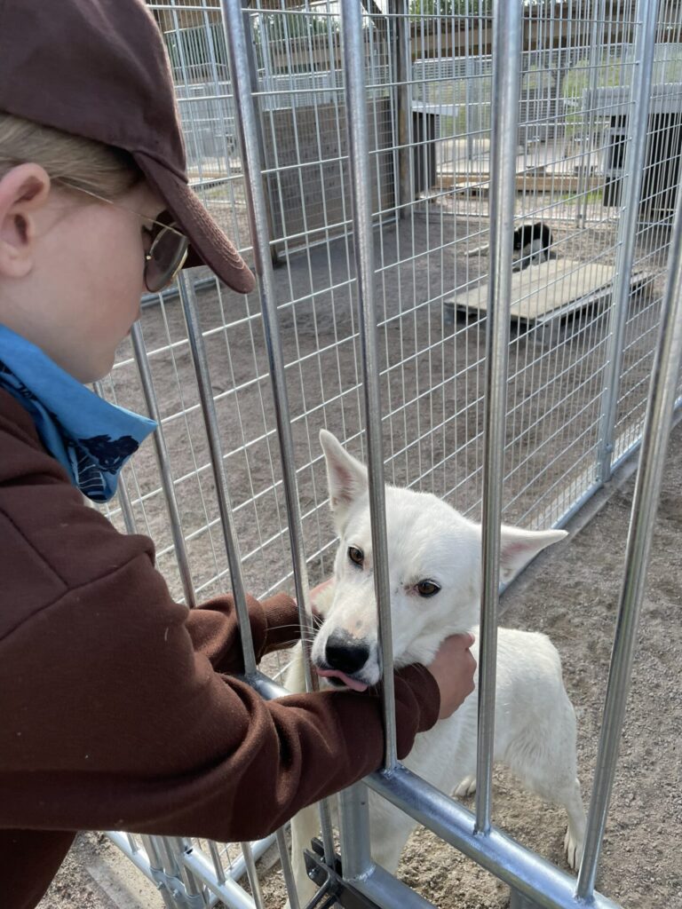 bearhill husky rovaniemi